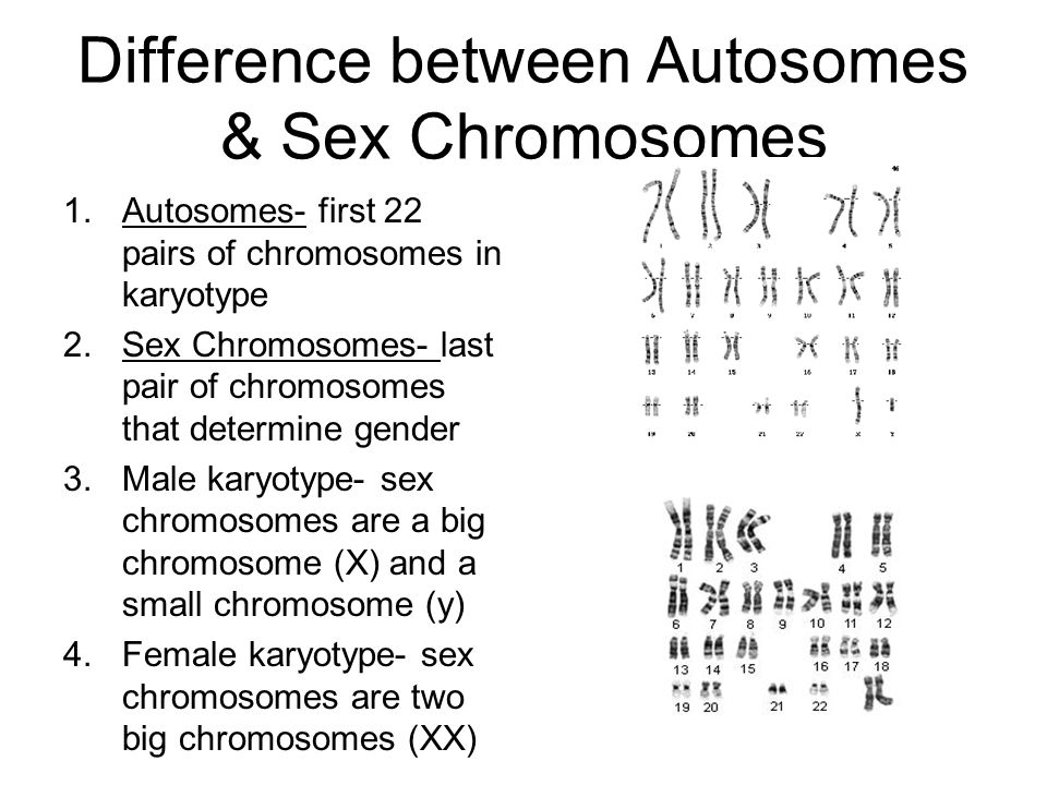 from chromosomes How sex autosomes differ